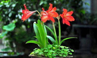 鹤顶红花养殖方法 鹤顶红花养殖方法视频