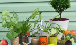 碧玉花有什么作用 碧玉花有什么作用与功效