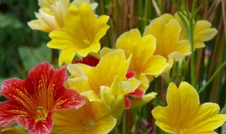 熊掌花的花语是什么（熊掌花的花语是什么呢）