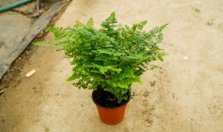 铁线蕨有什么功效 铁线蕨有什么功效与作用