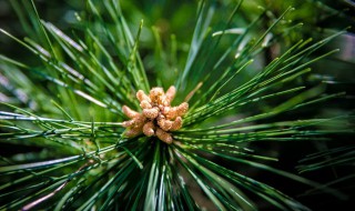 松柏的象征意义是什么 松柏的象征意义是什么(简单