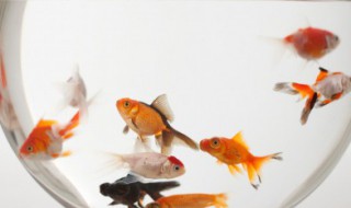 家里如何养鱼（家里如何养鱼好）