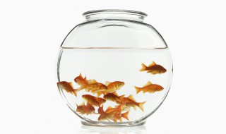 草金鱼该如何饲养 草金鱼该如何饲养呢