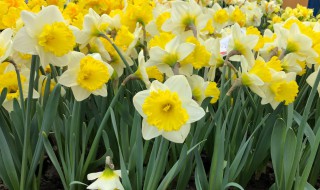 洋水仙怎么养殖（洋水仙养殖方法与技巧）