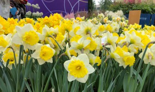 水仙花怎么养具体方法 水仙花怎样水养