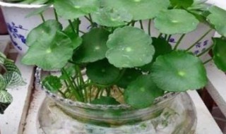 水培该怎么养殖 水培该怎么养殖水草