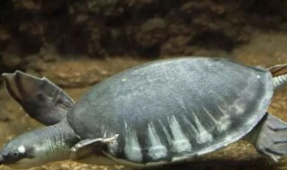 猪鼻龟怎么养 猪鼻龟怎么养水