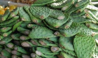 仙人掌可以吃吗 家里种的仙人掌可以吃吗