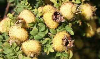 刺梨的功效是什么 刺梨有什么功效?