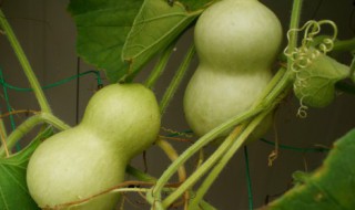 关于葫芦的寓意是什么 关于葫芦的寓意是什么意思