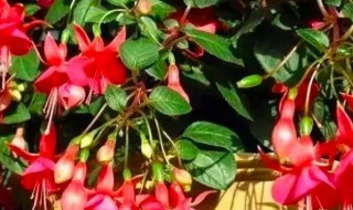 吊金钟的养殖方法（吊金钟怎么养殖方法）