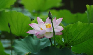 濯清涟而不妖怎么读 濯清涟而不妖怎么读音