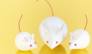 老鼠的英语怎么读（老鼠的英语怎么读怎么写）