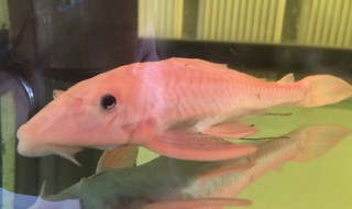 清洁工鱼怎么养 清洁工鱼怎么养才能活