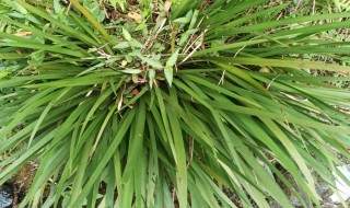 哪些人不能食用石菖蒲(哪些人不能食用石菖蒲的功效)