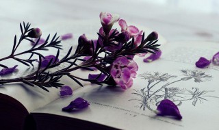 分崩离析意思（分崩离析意思解释）