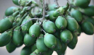 槟榔吃多了有哪些危害（槟榔吃多了的害处）