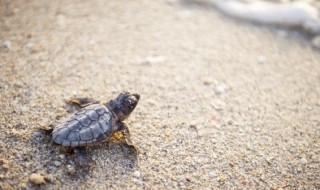 怎样做可以将它养好 怎样养起来