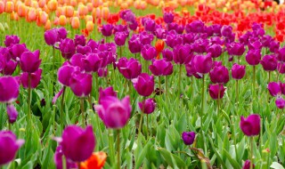 郁金香是什么时候种植的（郁金香是什么时候种植的呢）