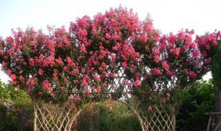 紫兰花的花语是什么(紫色兰花的花语是什么)