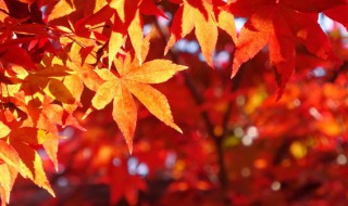 描写秋天的成语及解释 描写秋天的成语大全