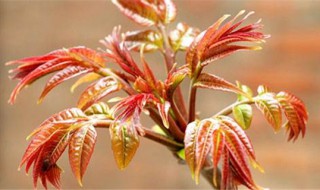 香椿长在什么地方 香椿长在哪儿