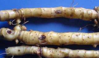 玉竹与什么搭配吃最好（玉竹与什么搭配吃最好吃）