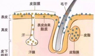 身上皮肤油腻怎么洗 怎么去身上油性皮肤