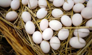 鸽子蛋的功效与作用及营养 鸽子蛋有营养吗