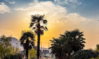 傍晚树影指向什么方向（早晨的树影指向哪面）