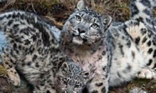 雪豹那么可爱,可以养吗 雪豹能当宠物养吗