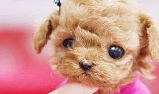 茶杯犬可以养两只吗（茶杯犬可以养两只吗）