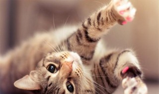 猫第一次生产它自己懂吗(第一次生产的猫生产时间很长)