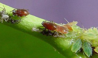 季节性孤雌生殖的昆虫有哪些 孤雌生殖的昆虫有哪些