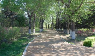 傍晚林荫道的树影指向什么面 傍晚路旁的树影指向哪一面