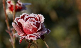 最易出现霜冻的天气 最易出现霜冻的天气是什么