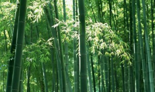 竹子的寓意 竹子的寓意和花语