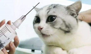 宠物疫苗不冷藏可以放多久 宠物疫苗不冷藏多久失效