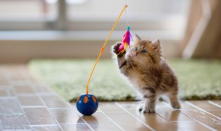 猫咪会吃醋争宠吗(猫咪会吃醋争宠吗知乎)