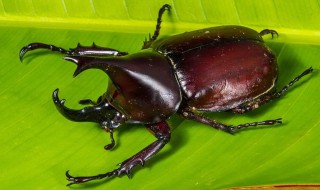 昆虫备忘录独角仙的特点（昆虫备忘录独角仙的特点用了什么的方法描写）