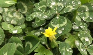 下春雨了怎么发朋友圈 春雨的朋友圈怎么发