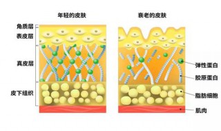 皮肤里含有什么元素吗 皮肤里含有什么元素