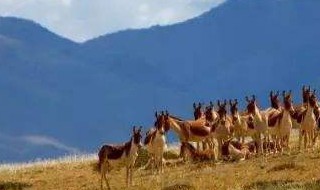 西藏地区西风势力哪个季节强(西藏地区西风势力哪个季节强大)