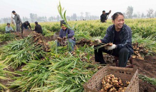 种生姜怎么种呢(种生姜怎么种?)