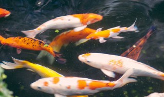 金鲤鱼的养殖方法（金鲤鱼的养殖方法视频）