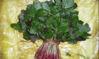 小米菜怎么捡（小米菜怎么摘）