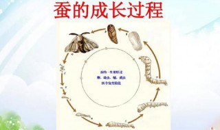 哪些动物生小动物的方式与蚕相似 哪些动物生小动物的方式与蚕相似?