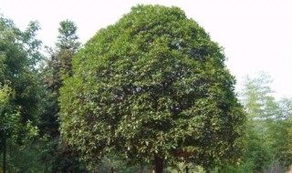 红果冬青树怎样才能结果（红果冬青树生长条件）