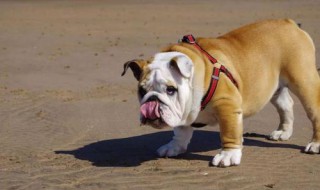 怎样才能让狗身上不长虫 怎么才能让狗狗身上没有虫子