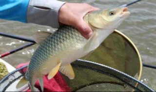 开春钩什么鱼 开春钩什么鱼好
